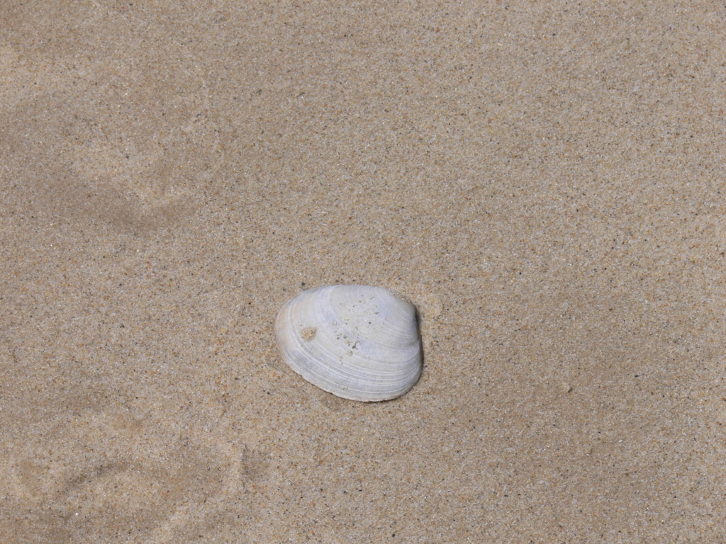 Shell